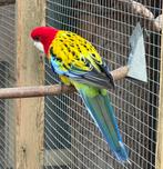 Goudmantel rosella's, Dieren en Toebehoren, Vogels | Parkieten en Papegaaien, Meerdere dieren, Parkiet