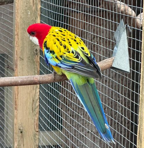 Goudmantel rosella's, Dieren en Toebehoren, Vogels | Parkieten en Papegaaien, Parkiet, Meerdere dieren