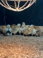 Wyandotte kriel kuikens, Dieren en Toebehoren, Pluimvee, Geslacht onbekend, Kip