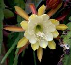 catus - Epiphyllum Oakleigh Dominator, Ophalen of Verzenden, Cactus, Volle zon, Minder dan 100 cm