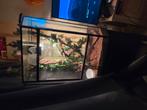 Te koop jemen kameleon met terrarium en toebehoren, Dieren en Toebehoren, Reptielen en Amfibieën, Slang, Met terrarium, 0 tot 2 jaar