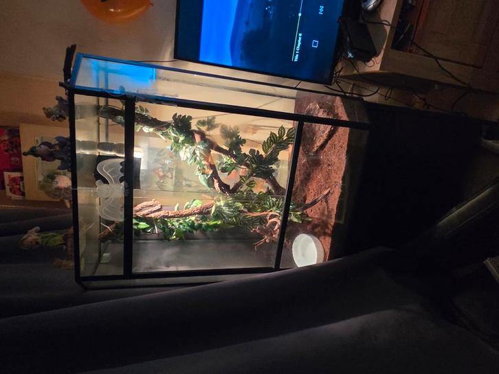 Te koop jemen kameleon met terrarium en toebehoren