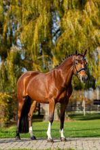 Fijne NRPS KEUR merrie, Dieren en Toebehoren, Pony's, Merrie, B, Gechipt, Dressuurpony