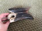 Schedel neushoornvogel taxidermie, Verzamelen, Ophalen of Verzenden, Zo goed als nieuw, Schedel