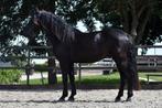 UNIEK! ## TOP brave en super knappe Murgese ruin ##, B, Ruin, 3 tot 6 jaar, 160 tot 165 cm
