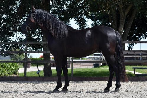 UNIEK! ## TOP brave en super knappe Murgese ruin ##, Dieren en Toebehoren, Paarden, Ruin, B, 160 tot 165 cm, 3 tot 6 jaar, Recreatiepaard