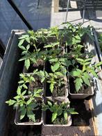 Tomaten plant / Tomaat Moneymaker Biologisch moestuinplant, Volle zon, Groenteplanten, Eenjarig, Ophalen of Verzenden