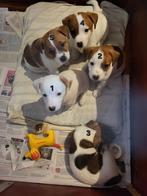 Jackrussell pups / jack russel pups laagbenig kortharig, Jack Russell Terriër, 8 tot 15 weken, Meerdere, Meerdere dieren