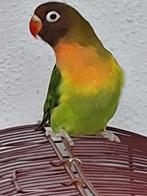 agapornis, Dieren en Toebehoren, Geslacht onbekend, Dwergpapegaai of Agapornis