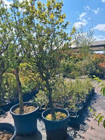 Quercus ilex, steeneik, bol op stam laagstam nu 75% korting  beschikbaar voor biedingen