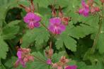 Geranium Macrorrhizum, Tuin en Terras, Planten | Tuinplanten, Ophalen, Bodembedekkers, Vaste plant, Halfschaduw