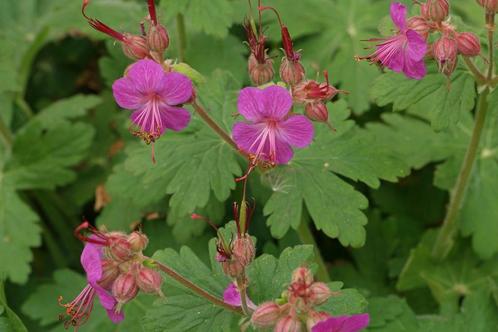Geranium Macrorrhizum, Tuin en Terras, Planten | Tuinplanten, Vaste plant, Bodembedekkers, Halfschaduw, Zomer, Ophalen