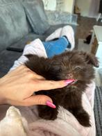 LIEVE BOOMER (shiranian) PUPS NOG 1 BESCHIKBAAR!, 8 tot 15 weken, Parvo, Meerdere, Nederland