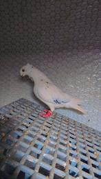 Duiven te koop, Meerdere dieren, Parkiet