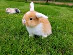 ❤Nederlandse hangoor dwerg konijnen ! Nhd baby dwergkonijn❤, Dieren en Toebehoren, Konijnen, Meerdere dieren, Dwerg, Hangoor, 0 tot 2 jaar