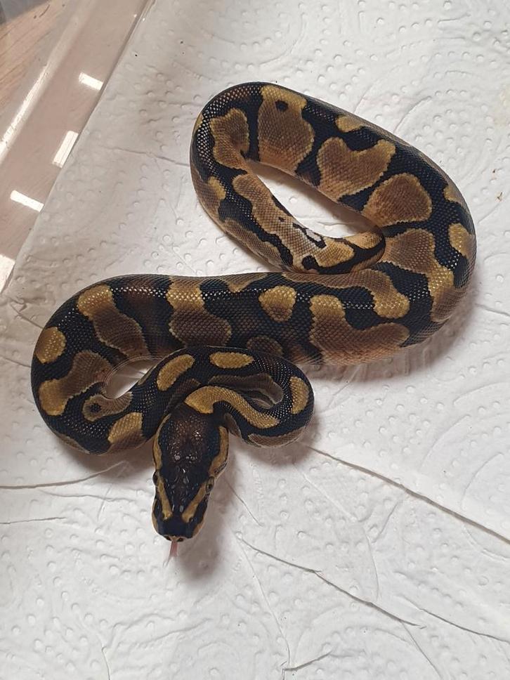 Koningspython dubbel het's, Dieren en Toebehoren, Reptielen en Amfibieën, Slang, 0 tot 2 jaar