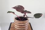 Philodendron Pink Princess plant, Ophalen, Overige soorten, Halfschaduw, Minder dan 100 cm