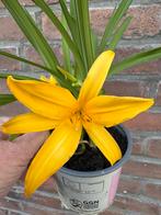 Vaste tuinplanten, Ophalen, Zomer, Overige soorten, Halfschaduw