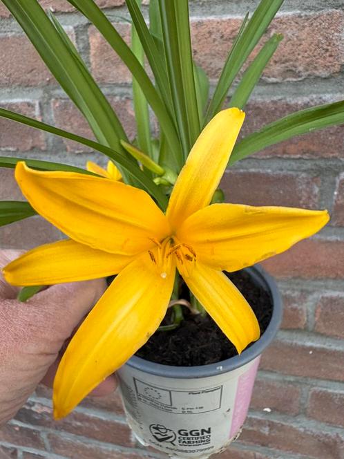 Vaste tuinplanten, Tuin en Terras, Planten | Tuinplanten, Overige soorten, Halfschaduw, Zomer, Ophalen