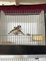 Majoor putters koppel, Dieren en Toebehoren, Vogels | Overige Vogels, Meerdere dieren, Wildzangvogel