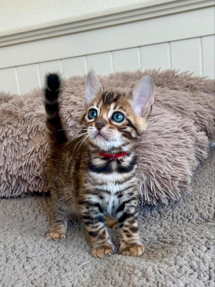 Bengaal kittens met stamboom, Dieren en Toebehoren, Katten en Kittens | Raskatten | Korthaar, Meerdere dieren, Ontwormd