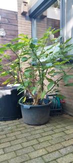 Mooi datura / brugmansia, Overige soorten, 100 tot 250 cm, Zomer, Ophalen