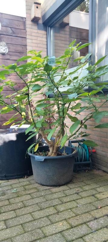 Mooi datura / brugmansia beschikbaar voor biedingen