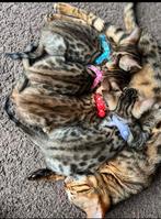 Bengaalse kat, Dieren en Toebehoren, Katten en Kittens | Raskatten | Korthaar, Meerdere dieren, 0 tot 2 jaar