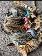 Bengaalse kat, Dieren en Toebehoren, Meerdere dieren, 0 tot 2 jaar
