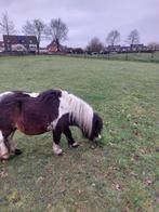 SHETLAND PONY, Hengst