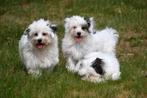 Boomer pups te koop / Maltezer x Shih Tzu, Rabiës (hondsdolheid), 15 weken tot 1 jaar, Overige rassen, Buitenland