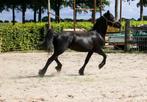 2 jarige friese merrie, Dieren en Toebehoren, Merrie, Minder dan 160 cm, Gechipt, Niet van toepassing