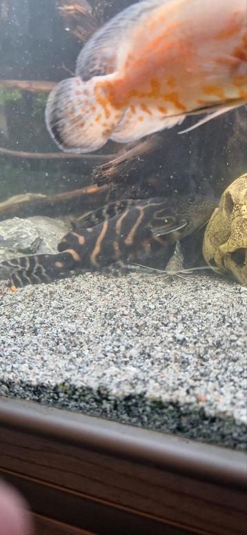synodontis sp (arbilineata) 20/25 cm beschikbaar voor biedingen