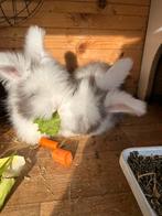 Engelse Angora Fullface meisje, Vrouwelijk, Groot