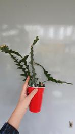 Selenicereus anthonyanus fishbone / zigzag cactus, Huis en Inrichting, Kamerplanten, Ophalen of Verzenden, Minder dan 100 cm, Bloeiende kamerplant