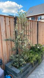 2 olijfstruiken, Tuin en Terras, Planten | Bomen, Overige soorten, 100 tot 250 cm, Zomer, Ophalen