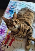 Bengaal X Europese Korthaar, Dieren en Toebehoren, Katten en Kittens | Raskatten | Korthaar, Kater, Gechipt