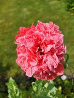 Zaden Papaver roze-rood, Verzenden, Volle zon