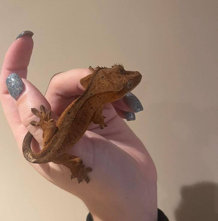 Wimpergekko baby unsexed red dalmatian