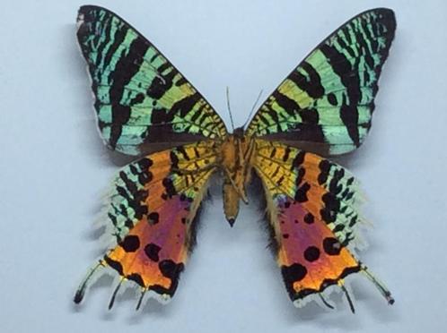vlinder Urania Ripheus, Verzamelen, Dierenverzamelingen, Nieuw, Opgezet dier, Overige soorten, Ophalen of Verzenden