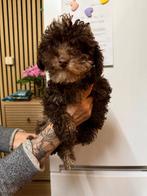Toypoedel reutje choco merle, Dieren en Toebehoren, Honden | Chihuahua's en Gezelschapshonden, Poedel, Rabiës (hondsdolheid), 15 weken tot 1 jaar