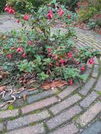 Fuchsia's, Vaste plant, Halfschaduw, Zomer, Ophalen