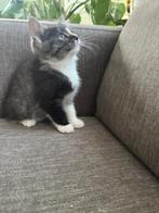Kittens Britse korthaar - Maine Coon/Europese korthaar, Dieren en Toebehoren, Meerdere dieren, Ontwormd, 0 tot 2 jaar