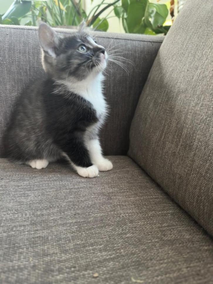 Kittens Britse korthaar - Maine Coon/Europese korthaar, Dieren en Toebehoren, Katten en Kittens | Raskatten | Korthaar, Meerdere dieren