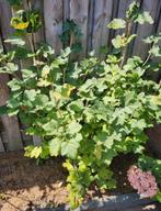 Bessenstruik - Zwarte bes, Ophalen, Vaste plant, Halfschaduw, Fruitplanten