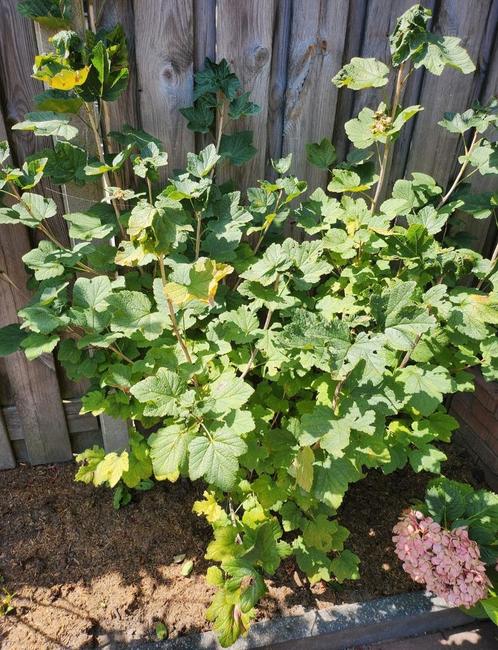 Bessenstruik - Zwarte bes, Tuin en Terras, Planten | Tuinplanten, Vaste plant, Fruitplanten, Halfschaduw, Lente, Ophalen