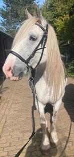 Tinker merrie Coco, Dieren en Toebehoren, Pony's, Merrie, B, Recreatiepony, D pony (1.37m tot 1.48m)