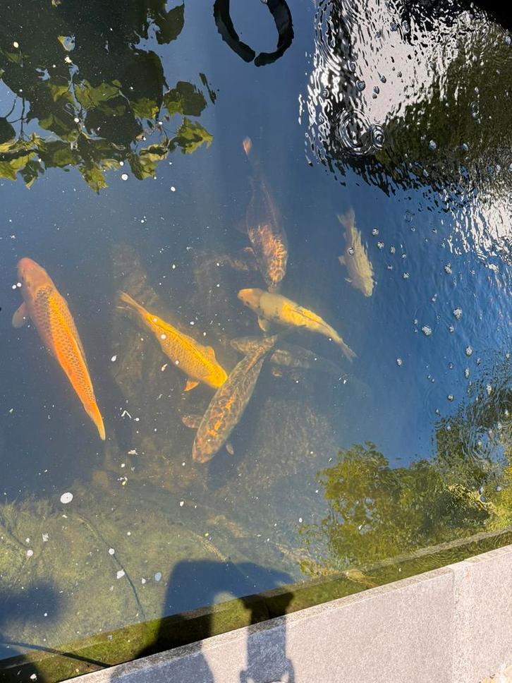 Mooie Koi, Dieren en Toebehoren, Vissen | Vijvervissen, Karper of Koi