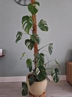 Monstera Variegata met mosstok en pot, Huis en Inrichting, Kamerplanten, Ophalen, Halfschaduw, In pot, Minder dan 100 cm