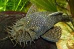 Ancistrus Algeneter - prima schoonmaker voor je aquarium, Dieren en Toebehoren, Vissen | Aquariumvissen, Vis, Zoetwatervis